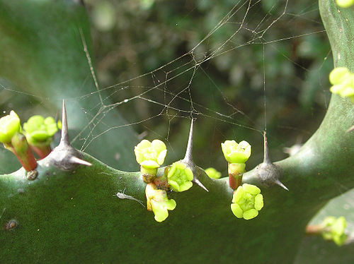 Euphorbia antiquorum